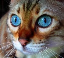 Prachtige kat met blauwe ogen